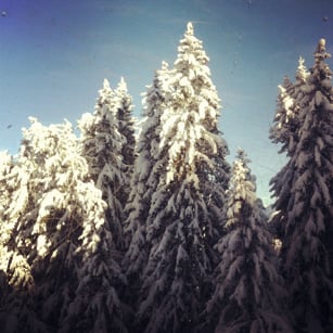 177_Snow_Top_Tree